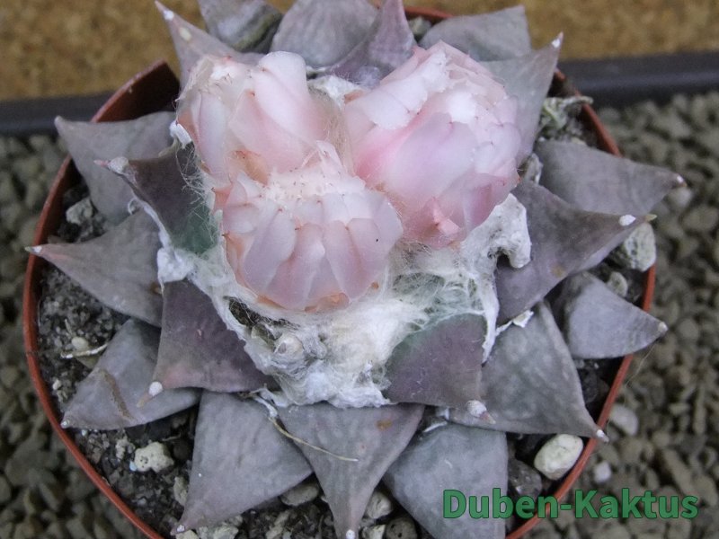 Ariocarpus furfuraceus XL 9 cm