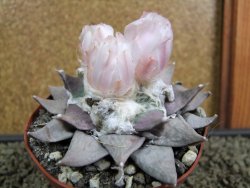 Ariocarpus furfuraceus XL 9 cm - 12379119