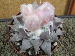 Ariocarpus furfuraceus XL 9 cm - 12379120