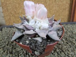 Ariocarpus furfuraceus XL 9 cm - 12379121