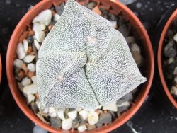 Astrophytum myriostigma tricostatum pot 5,5 cm