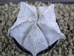 Astrophytum coahuilense snow (Super Coahuilense), pot 5,5 cm