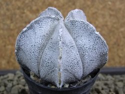 Astrophytum coahuilense snow (Super Coahuilense), pot 5,5 cm - 12379185