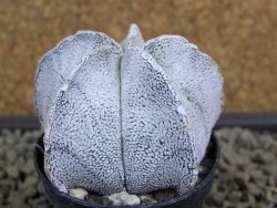 Astrophytum coahuilense snow (Super Coahuilense), pot 5,5 cm - 12379186