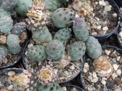 Puna mandragora, pot 5,5 cm - 12379872