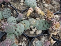 Puna mandragora, pot 5,5 cm - 12379873