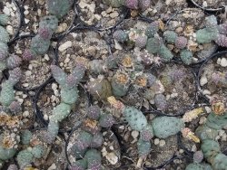 Puna mandragora, pot 5,5 cm - 12379875