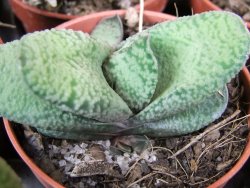 Gasteria vlokii pot 5,5 cm