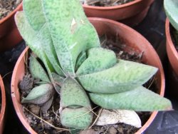 Gasteria vlokii pot 5,5 cm - 12379287