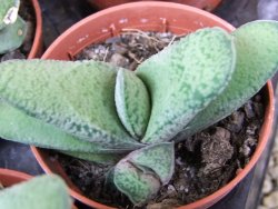 Gasteria vlokii pot 5,5 cm - 12379289