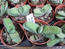 Gasteria vlokii pot 5,5 cm - 12379290