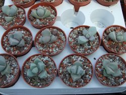 Lapidaria margaretae pot 5,5 cm - 12385101