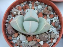 Lapidaria margaretae pot 5,5 cm