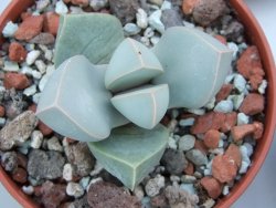 Lapidaria margaretae pot 5,5 cm - 12385103