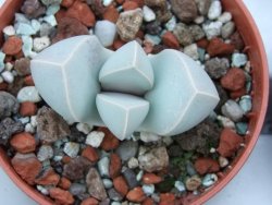 Lapidaria margaretae pot 5,5 cm - 12385104