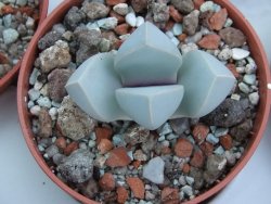 Lapidaria margaretae pot 5,5 cm - 12385105