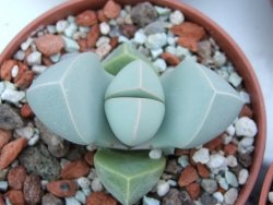 Lapidaria margaretae pot 5,5 cm - 12385106