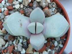 Lapidaria margaretae pot 5,5 cm - 12385107