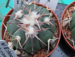 Echinocactus horizonthalonius RS 1038 La Trinidad SLP, pot 5,5 cm - 12379311