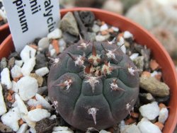 Gymnocalycium spegazzinii unguispinum SL 44b, pot 5,5 cm