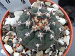 Gymnocalycium spegazzinii unguispinum, pot 5,5 cm - 12379359