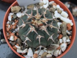 Gymnocalycium spegazzinii unguispinum, pot 5,5 cm - 12379360