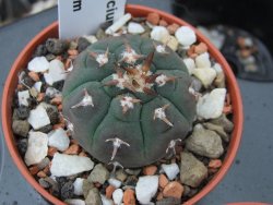 Gymnocalycium spegazzinii unguispinum, pot 5,5 cm - 12379361