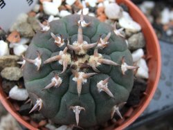 Gymnocalycium spegazzinii unguispinum, pot 5,5 cm - 12379362