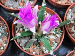 Ariocarpus agavoides pot 5,5 cm