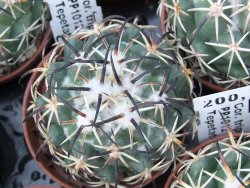 Coryphantha tripugionacantha PP 1012 Tepetatita pot 5,5 cm