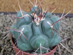 Thelocactus hexaedrophorus pot 6,5 cm