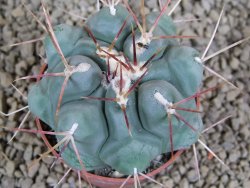 Thelocactus hexaedrophorus pot 6,5 cm - 12379779