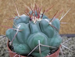 Thelocactus hexaedrophorus pot 6,5 cm - 12379780