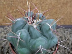 Thelocactus hexaedrophorus pot 6,5 cm - 12379781