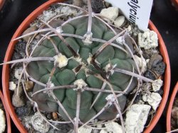 Gymnocalycium vatteri, pot 5,5 cm - 12379809
