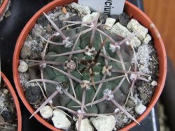 Gymnocalycium vatteri, pot 5,5 cm - 12379813