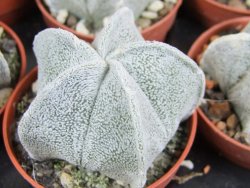 Astrophytum coahuilense pot 5,5 cm