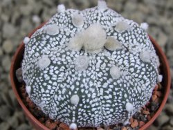 Astrophytum Hanazano Kabuto hybrid Snowy pot 5,5 cm