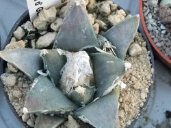 Ariocarpus retusus Presa d´Guadalupe pot 5,5 IA