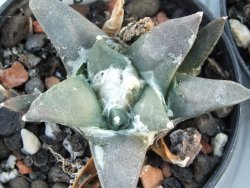 Ariocarpus retusus Presa d´Guadalupe pot 5,5 IA - 12394511