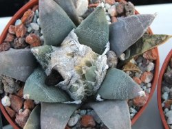 Ariocarpus retusus Presa d´Guadalupe pot 5,5 IA - 12394512
