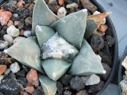 Ariocarpus retusus Presa d´Guadalupe pot 5,5 IA - 12394513
