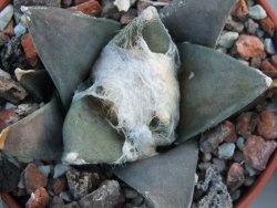 Ariocarpus retusus Presa d´Guadalupe pot 5,5 IA - 12394514