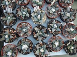 Ariocarpus retusus Presa d´Guadalupe pot 5,5 IA - 12394515