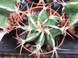Astrophytum X ornatum virens (nudum) , pot 5,5 cm - 12380328