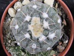 Gymnocalycium prochazkianum, pot 5,5 cm