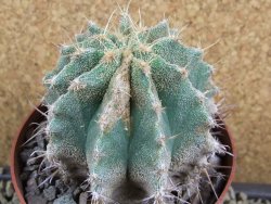 Astrophytum caput medusae X Ferocactus - chimera 7,5x7,5 cm