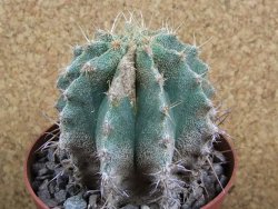 Astrophytum caput medusae X Ferocactus - chimera 7,5x7,5 cm - 12380405