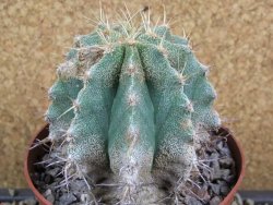 Astrophytum caput medusae X Ferocactus - chimera 7,5x7,5 cm - 12380406