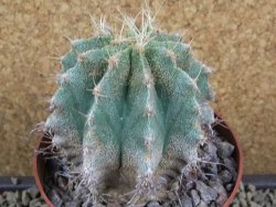 Astrophytum caput medusae X Ferocactus - chimera 7,5x7,5 cm - 12380407